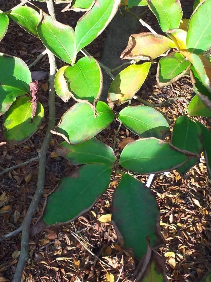 Stewartia rostrata — search result for 'Theaceae'