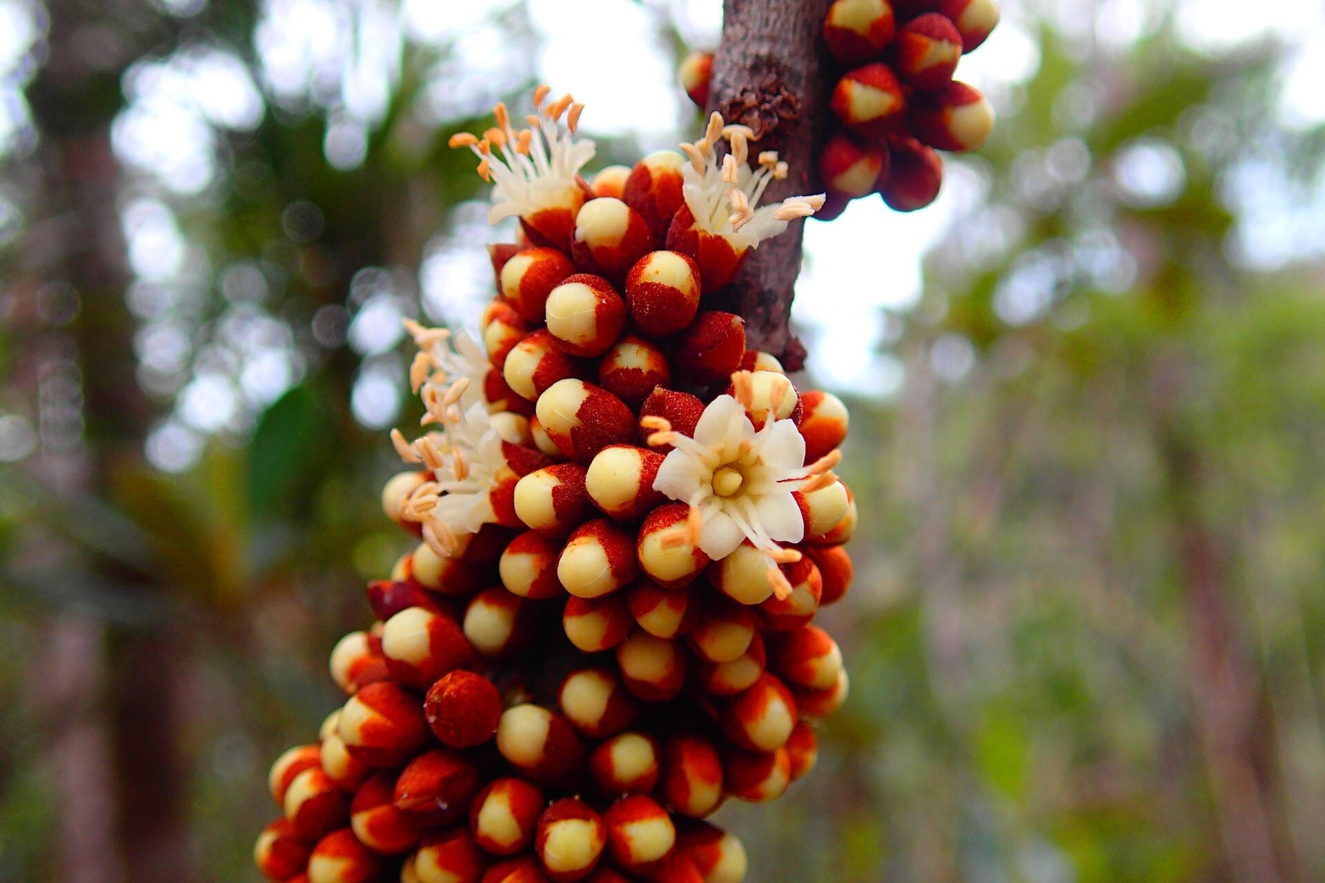 Pycnandra heteromera — houseplant care guide