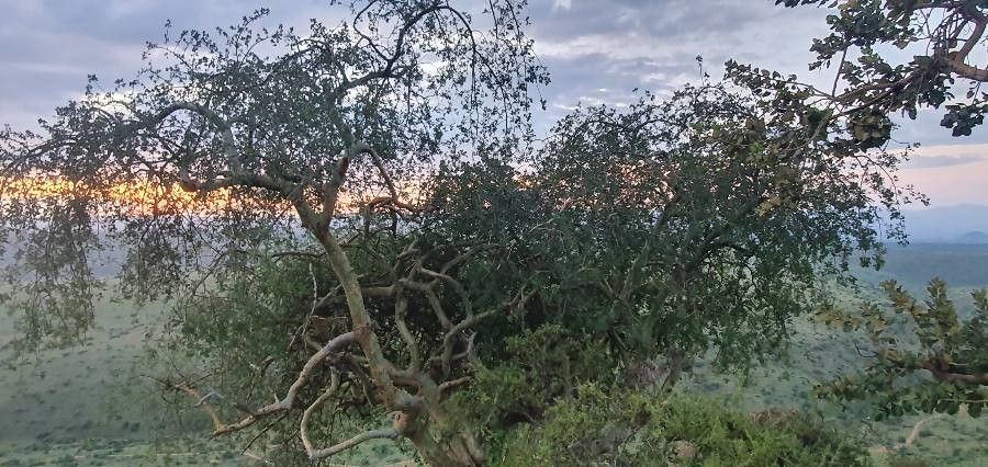 Commiphora baluensis habit