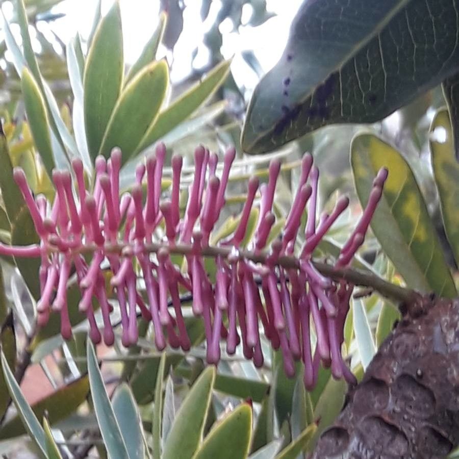 Virotia angustifolia flower