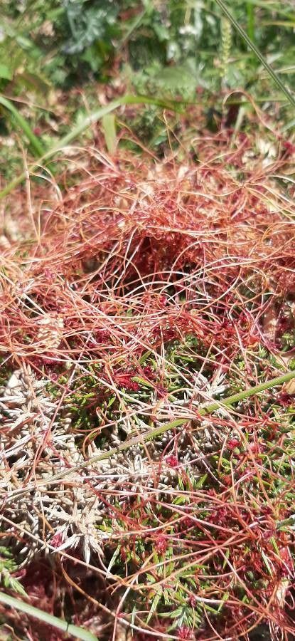 Cuscuta planiflora leaf
