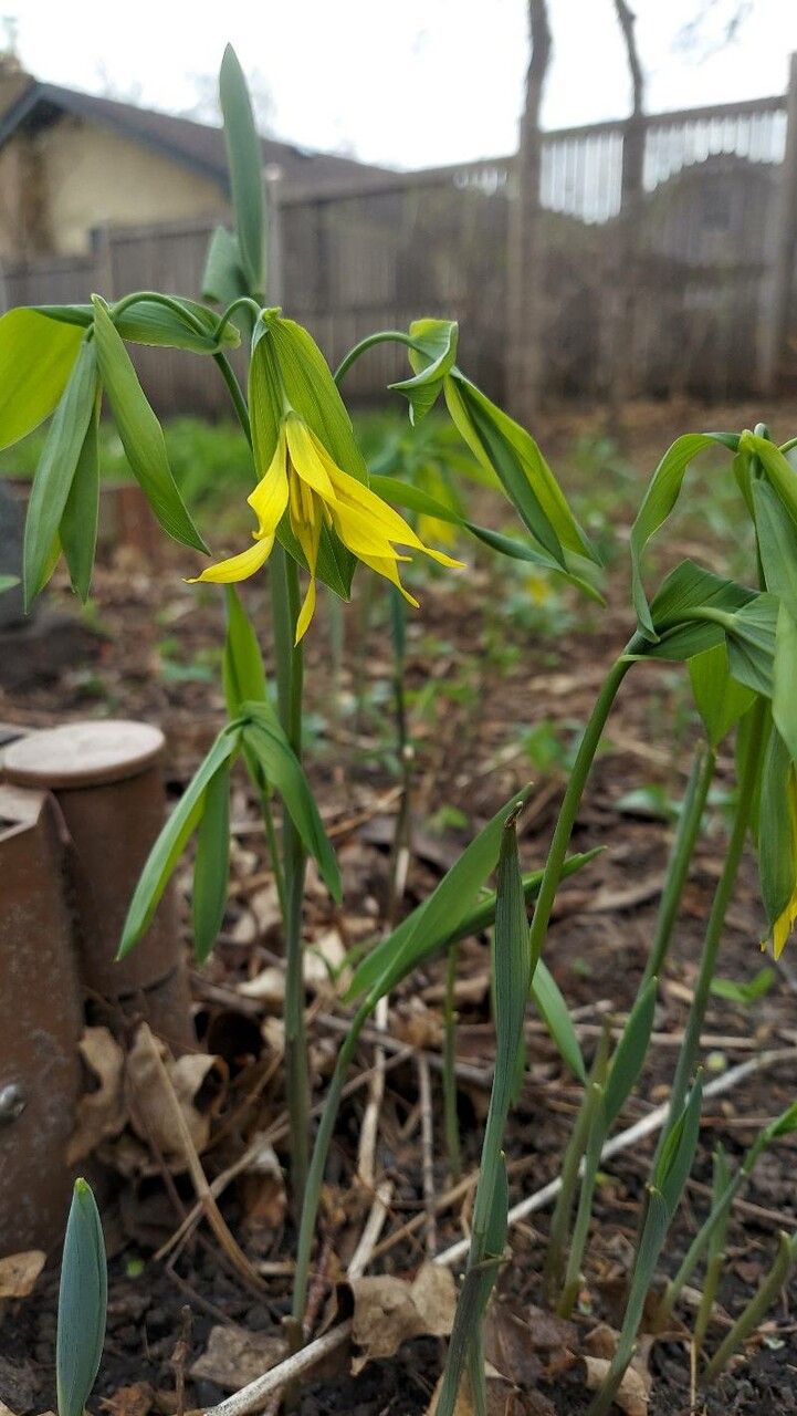 Uvularia grandiflora flower