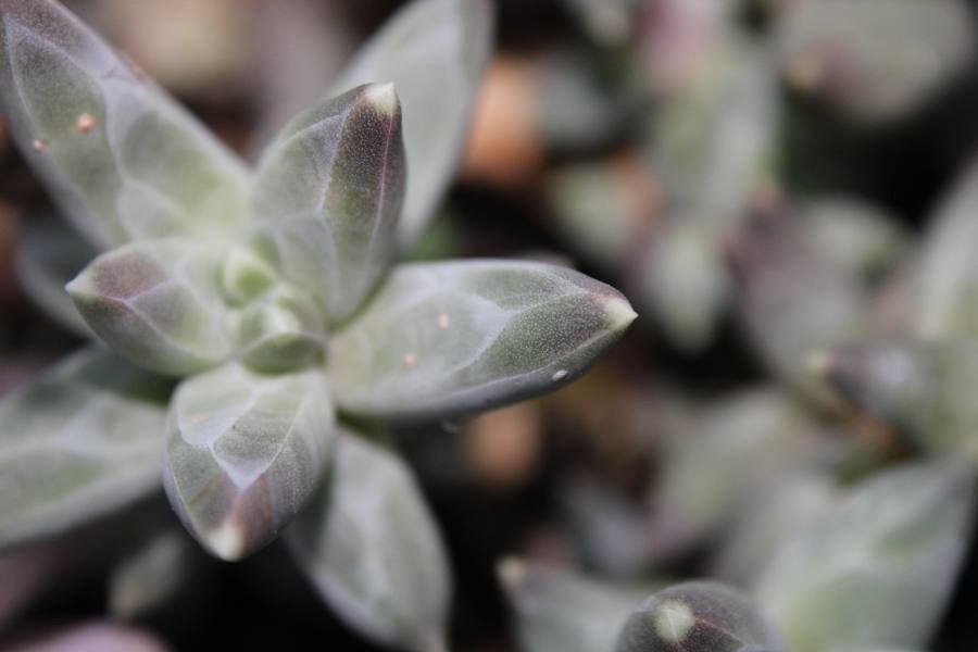 Pachyphytum compactum bark