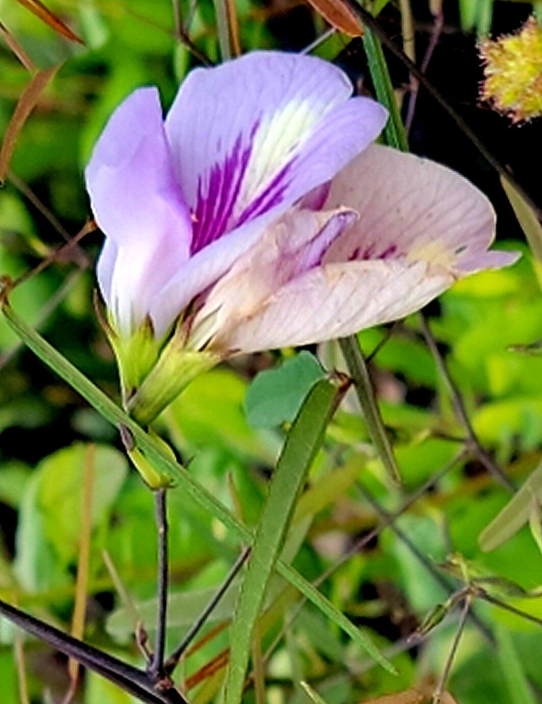 Clitoria fragrans