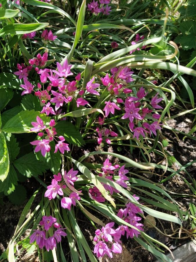 Allium drummondii flower