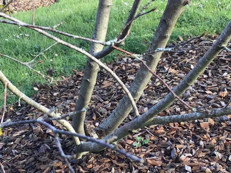 Amelanchier arborea bark