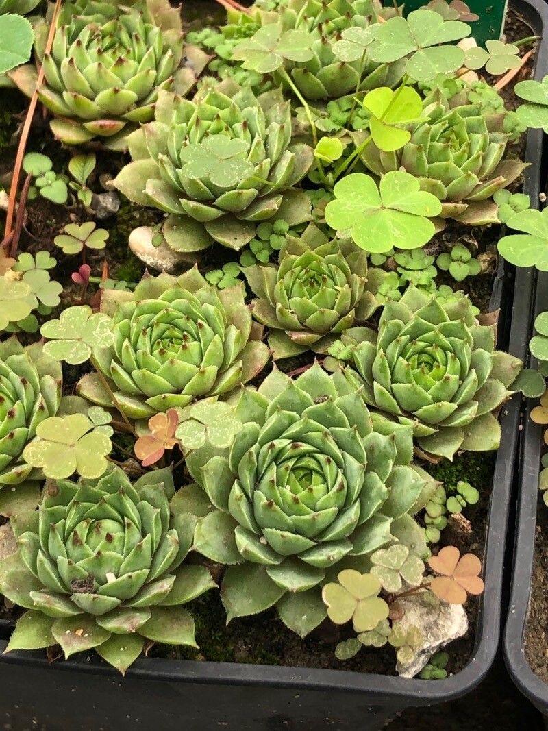 Sempervivum × alatum leaf