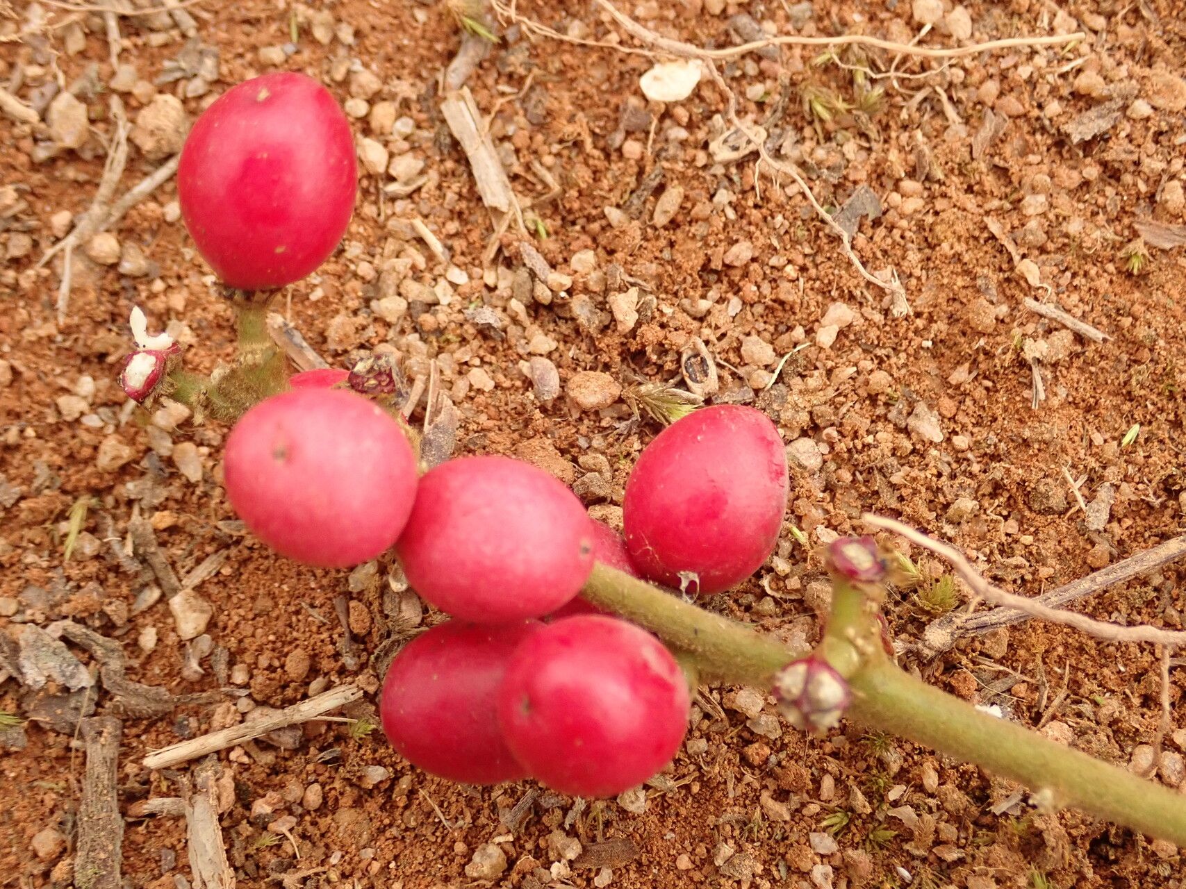 Brucea antidysenterica fruit