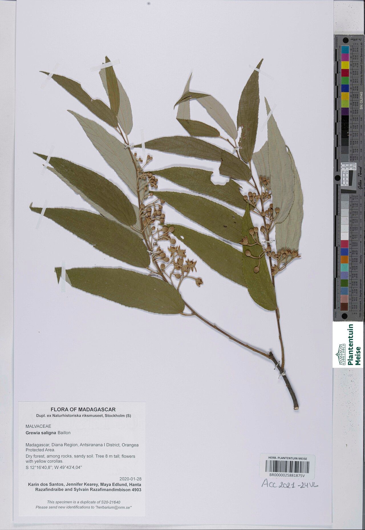 Grewia saligna — houseplant care guide