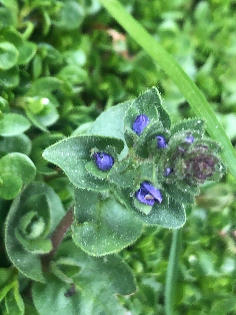 Montia fontana flower