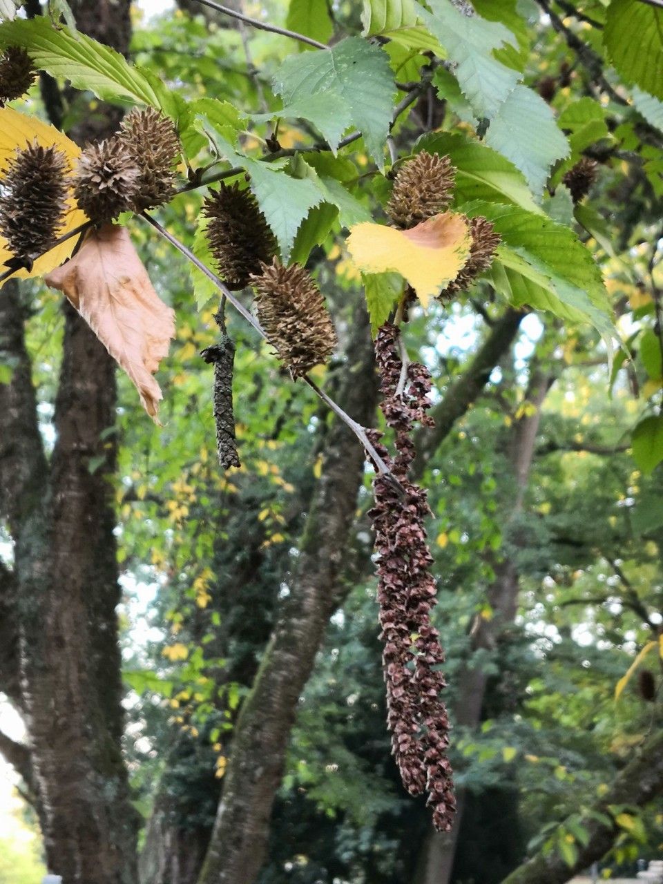 Betula grossa fruit