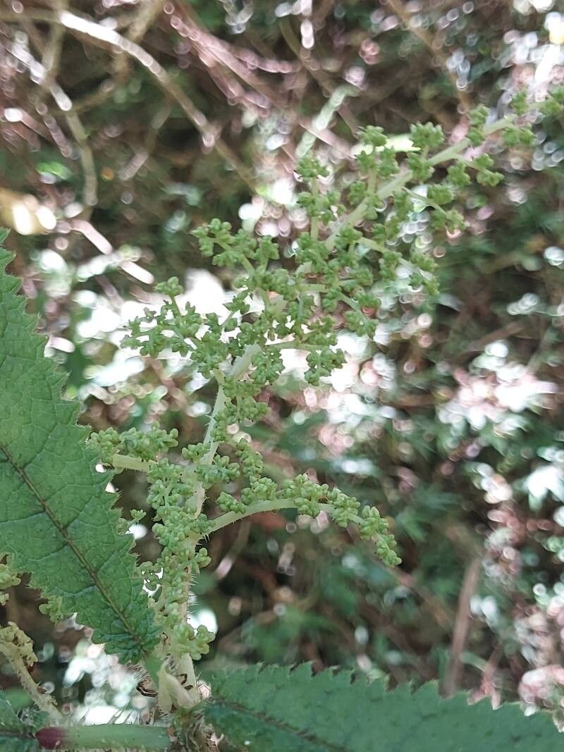 Laportea humblotii flower