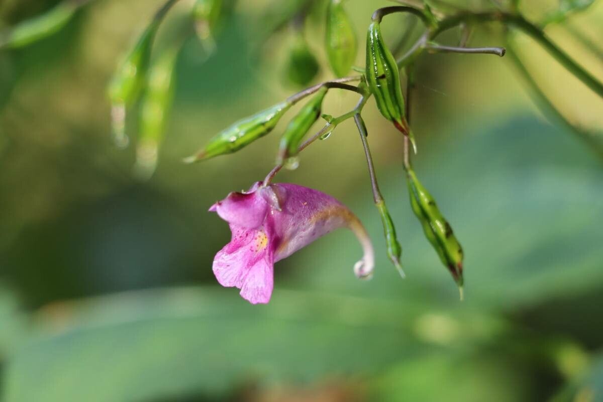 Impatiens textorii flower