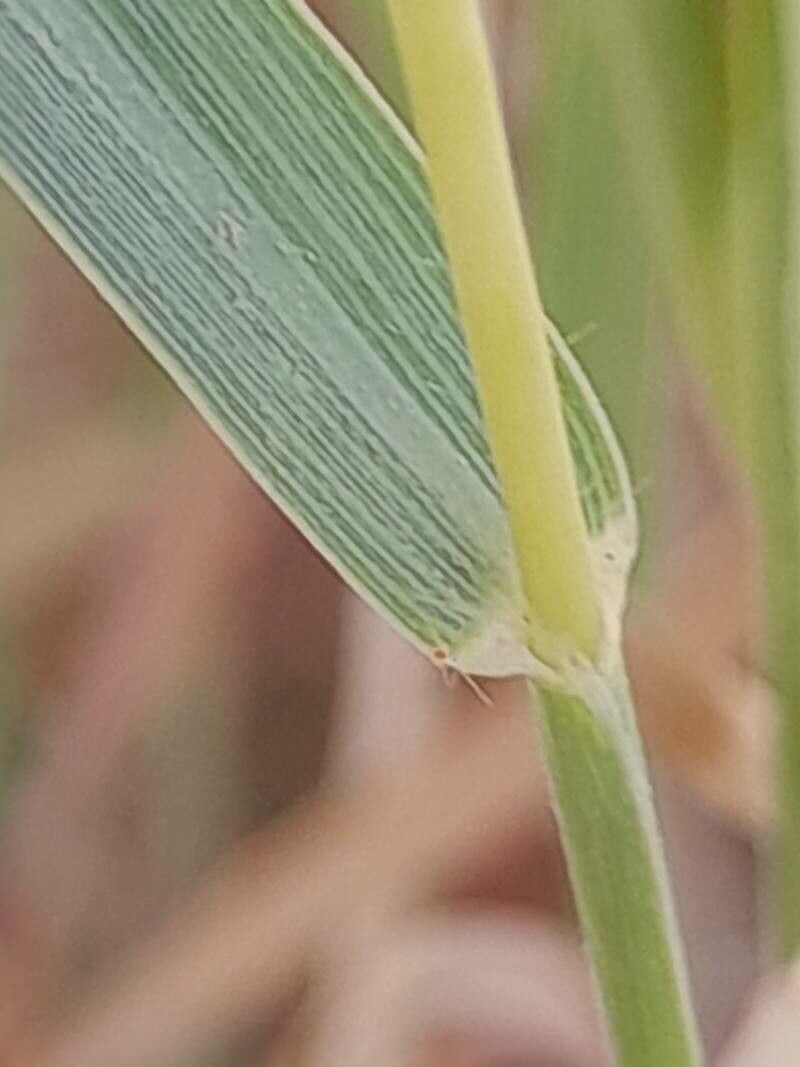Dichanthium annulatum leaf