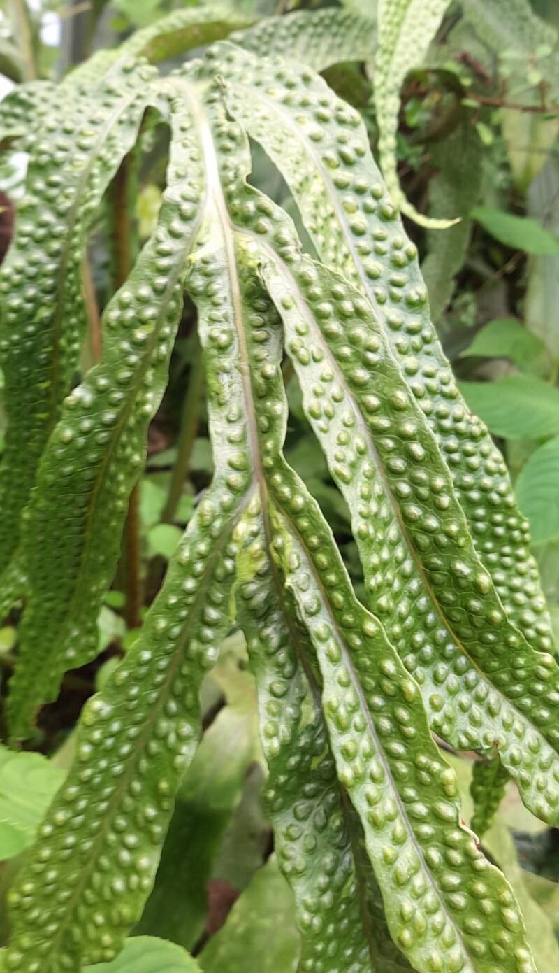 Tectaria decurrens — houseplant care guide