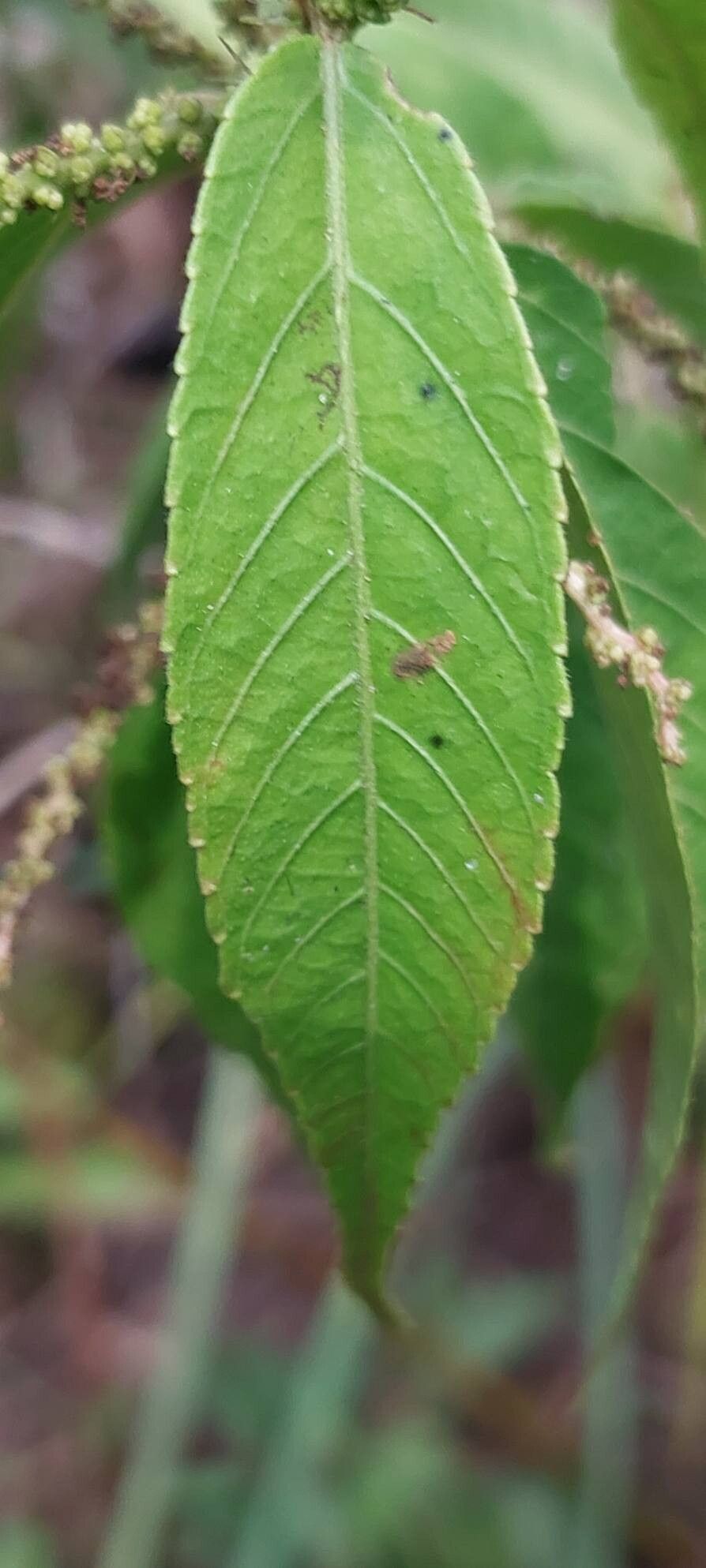 Acalypha diminuta — houseplant care guide