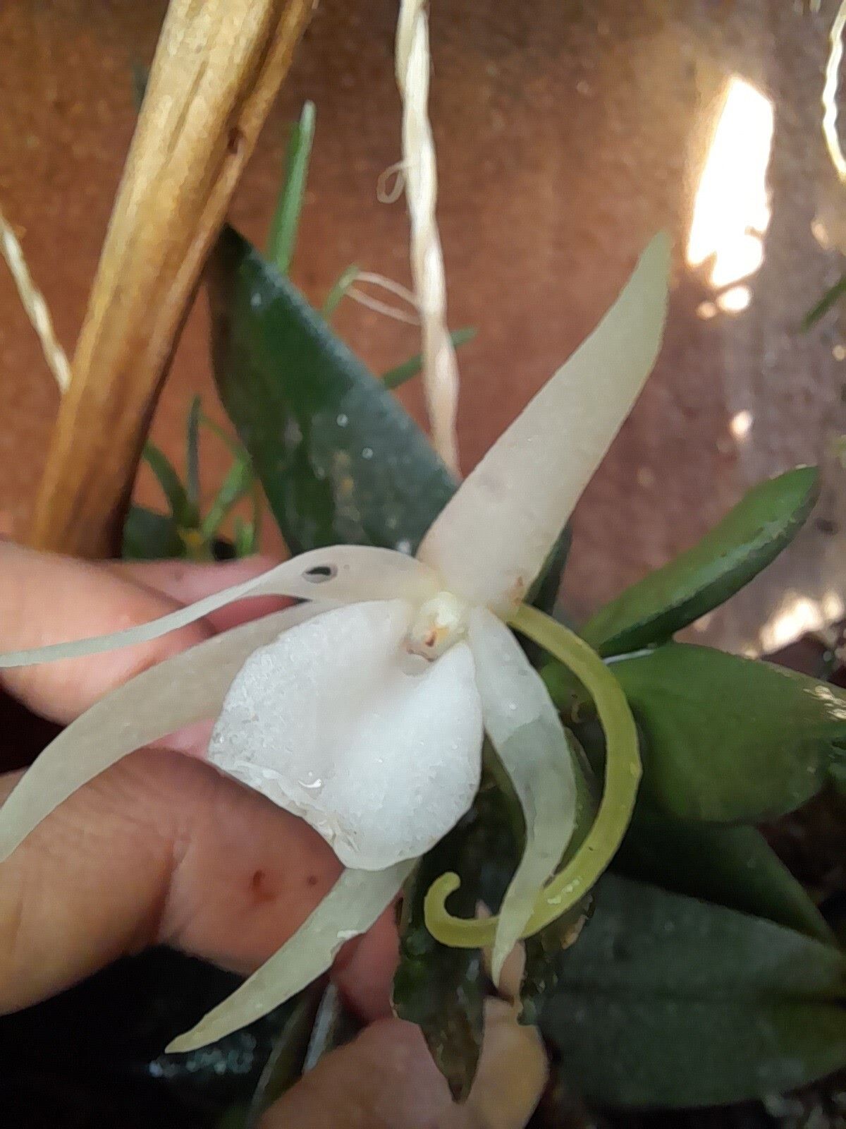 Angraecum bicallosum flower
