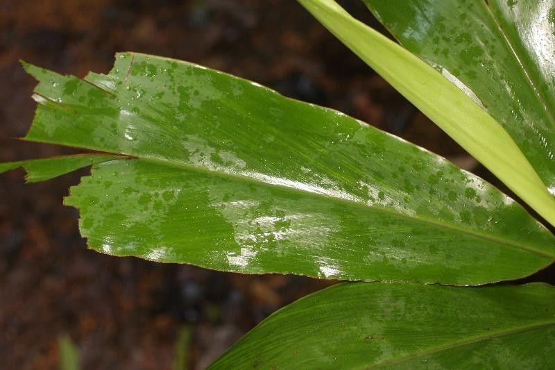 Renealmia guianensis — search result for 'Renealmia'