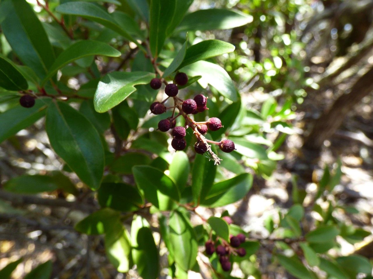 Embelia angustifolia fruit