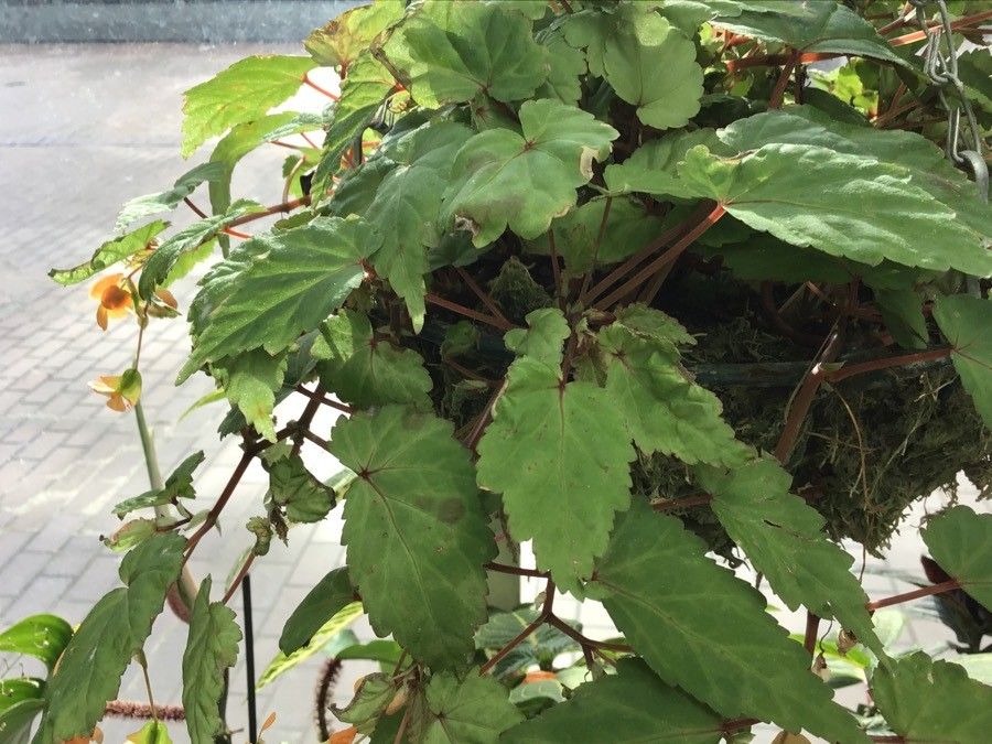 Begonia sutherlandii leaf