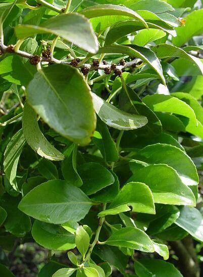 Maytenus chasei — related species from the same genus