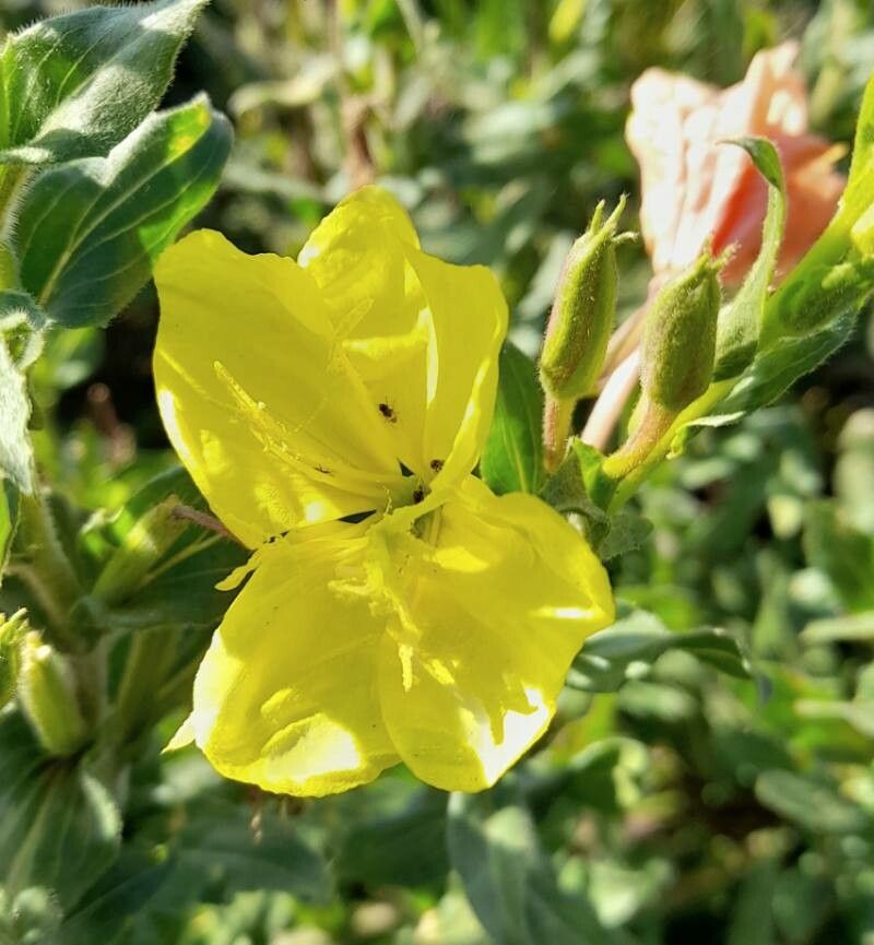 Oenothera indecora flower