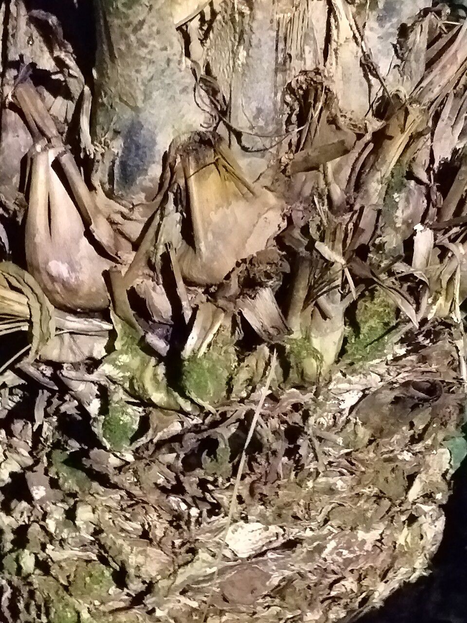 Encephalartos laurentianus bark