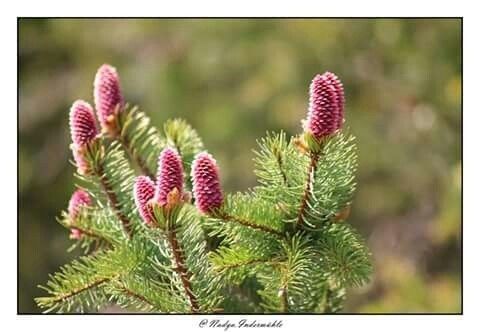 Abies koreana flower