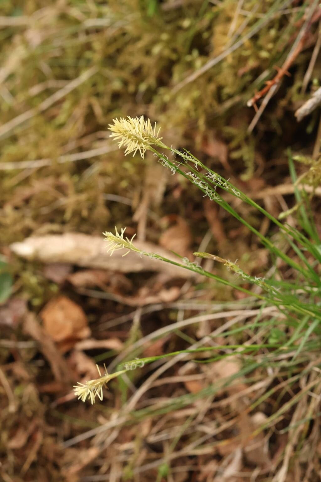 Carex clivorum — houseplant care guide