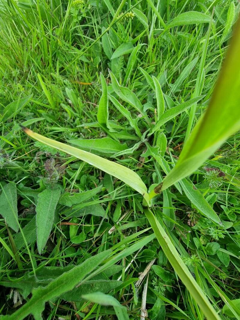 Serapias cordigera — search result for 'Azores'