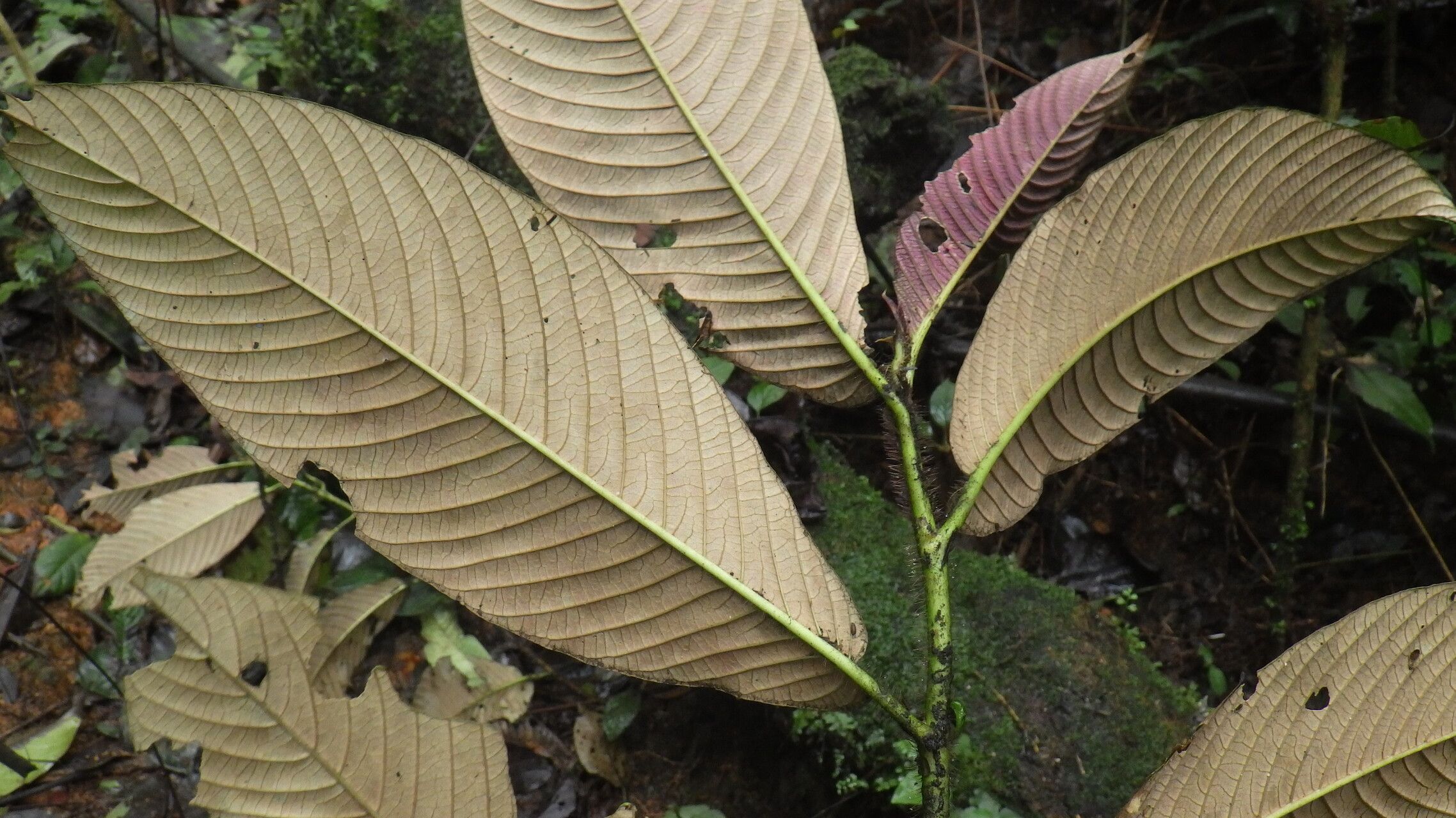Sabicea sciaphilantha leaf