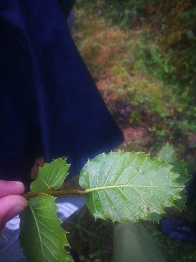 Quercus × auzendei leaf
