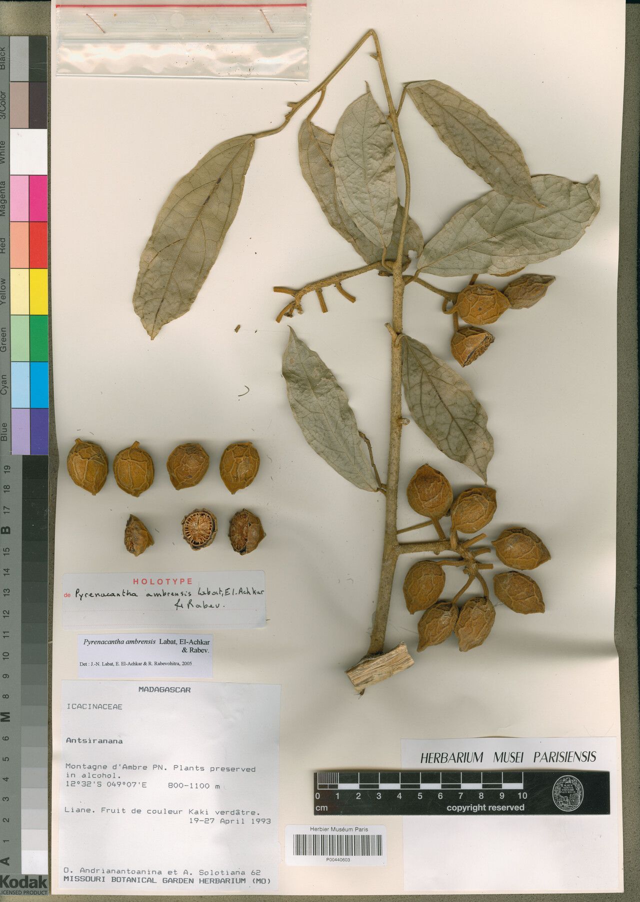 Pyrenacantha ambrensis — related species from the same genus