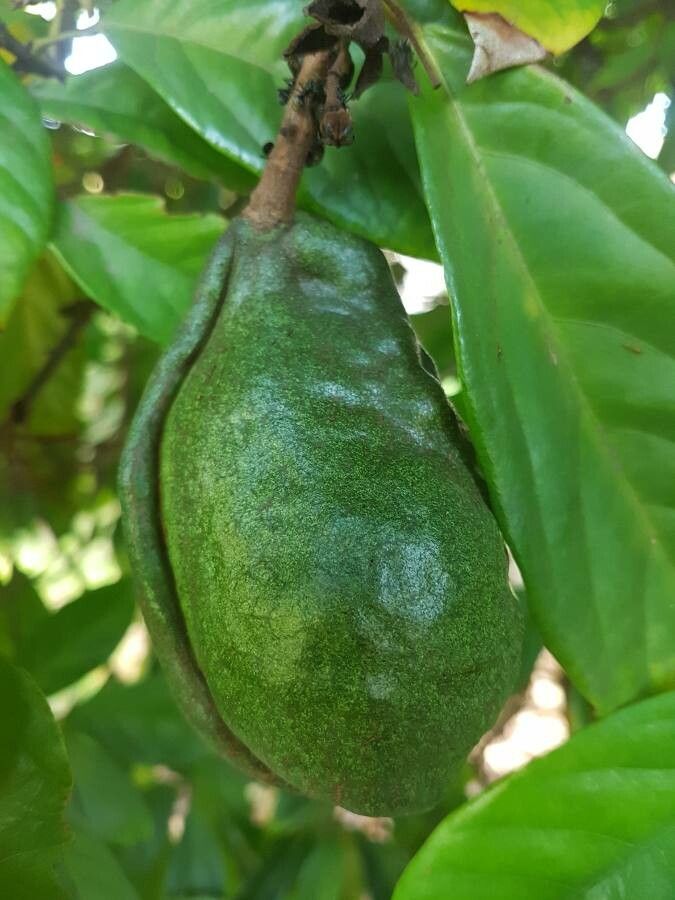 Cola acuminata fruit