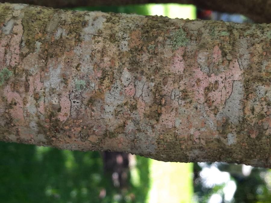 Ardisia compressa bark