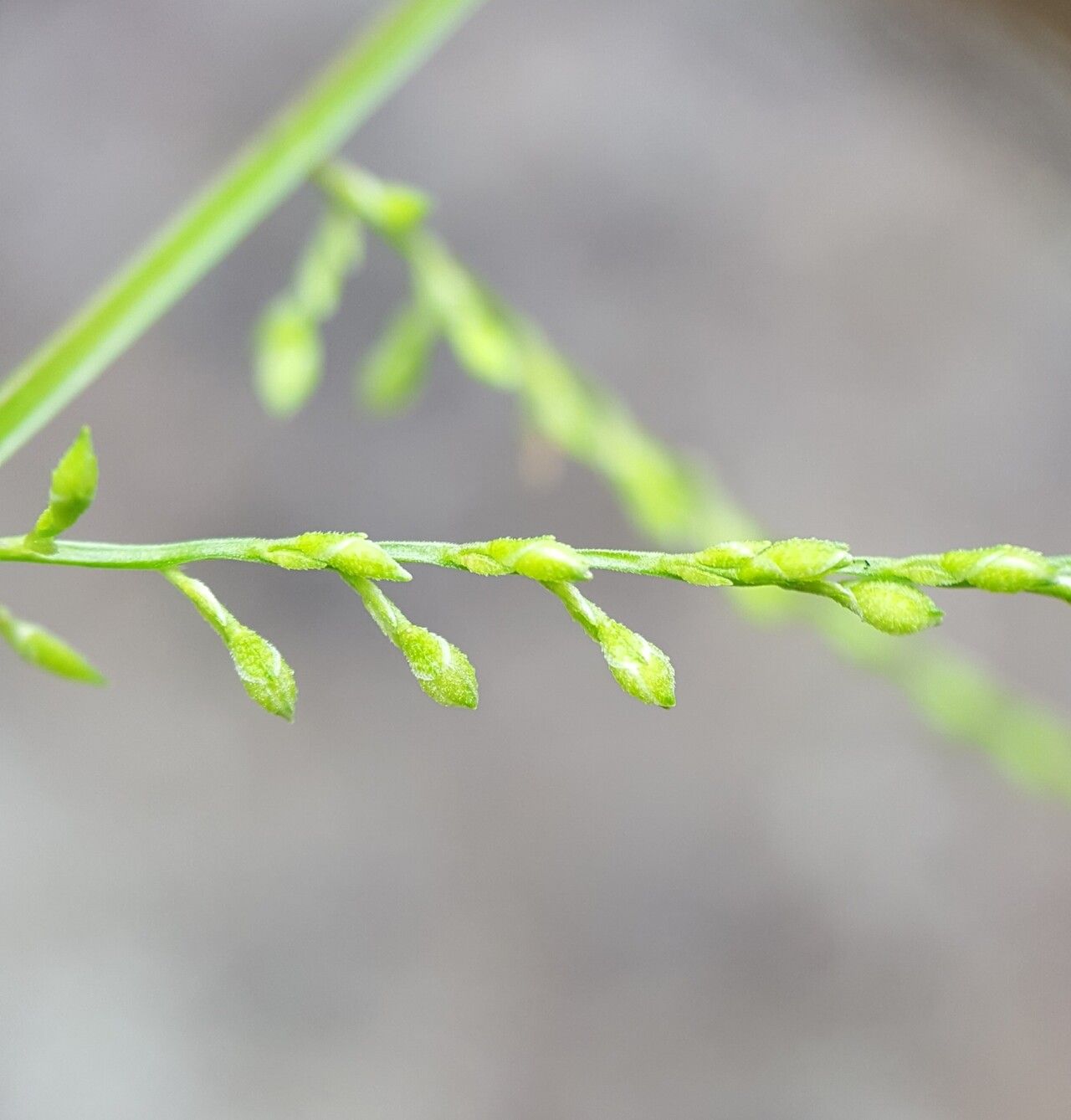 Acroceras elegans fruit