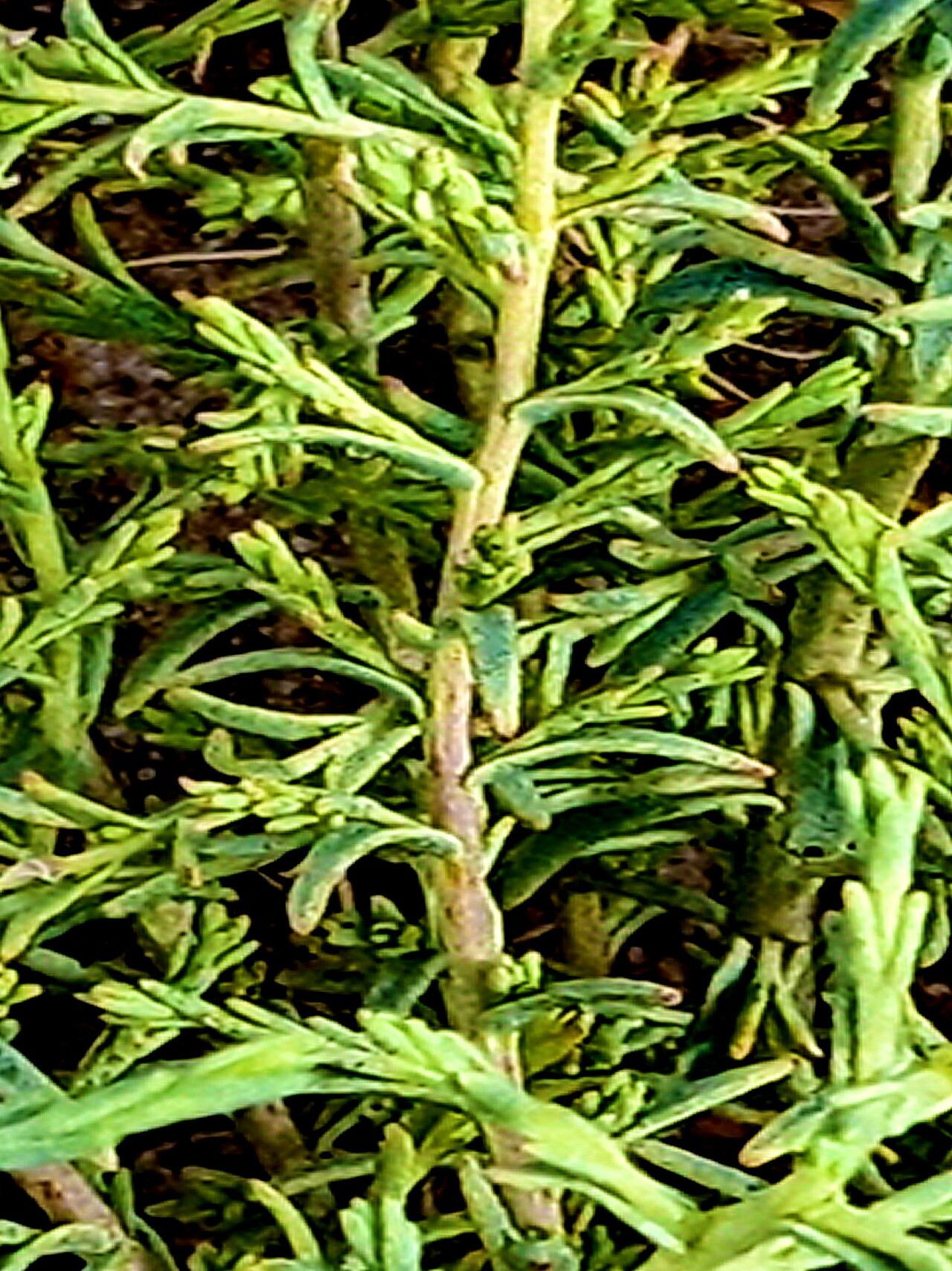 Chloropyron tecopense — related species from the same genus