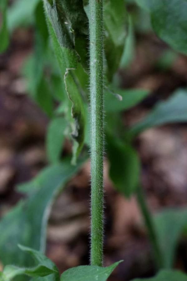 Silene heuffelii other