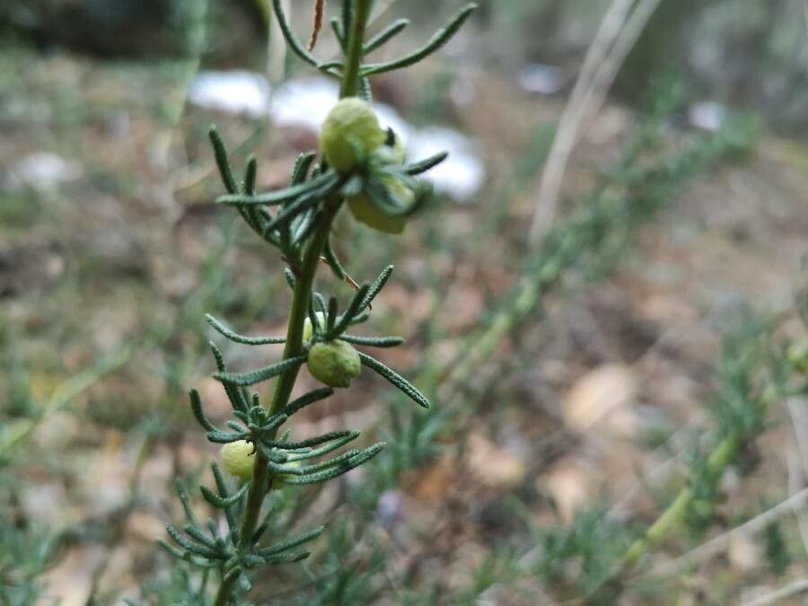 Fumana laevipes fruit