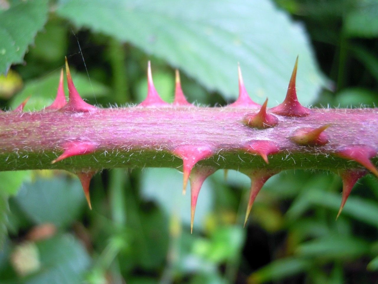 Rubus albionis bark