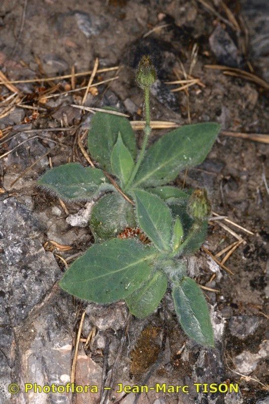 Hieracium bicknellianum habit