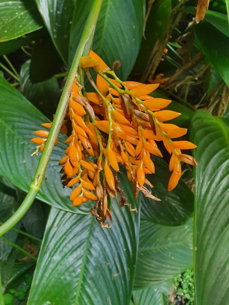 Stromanthe jacquinii flower