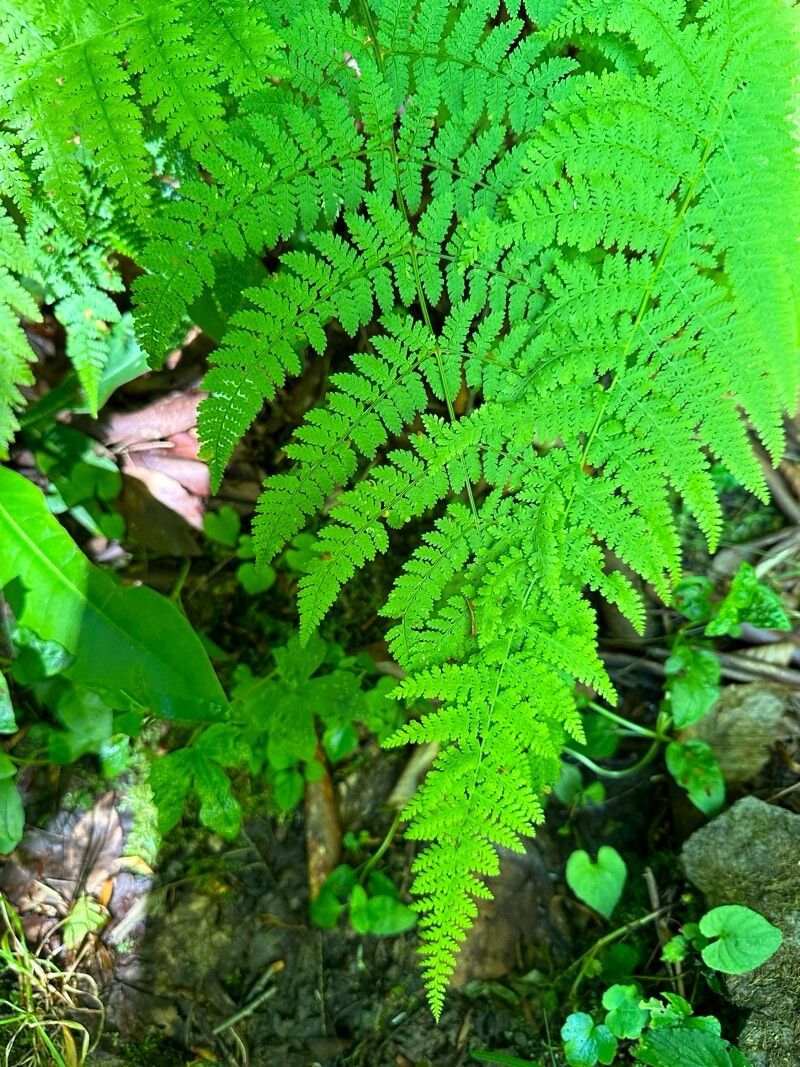 Hypolepis tenuifolia leaf