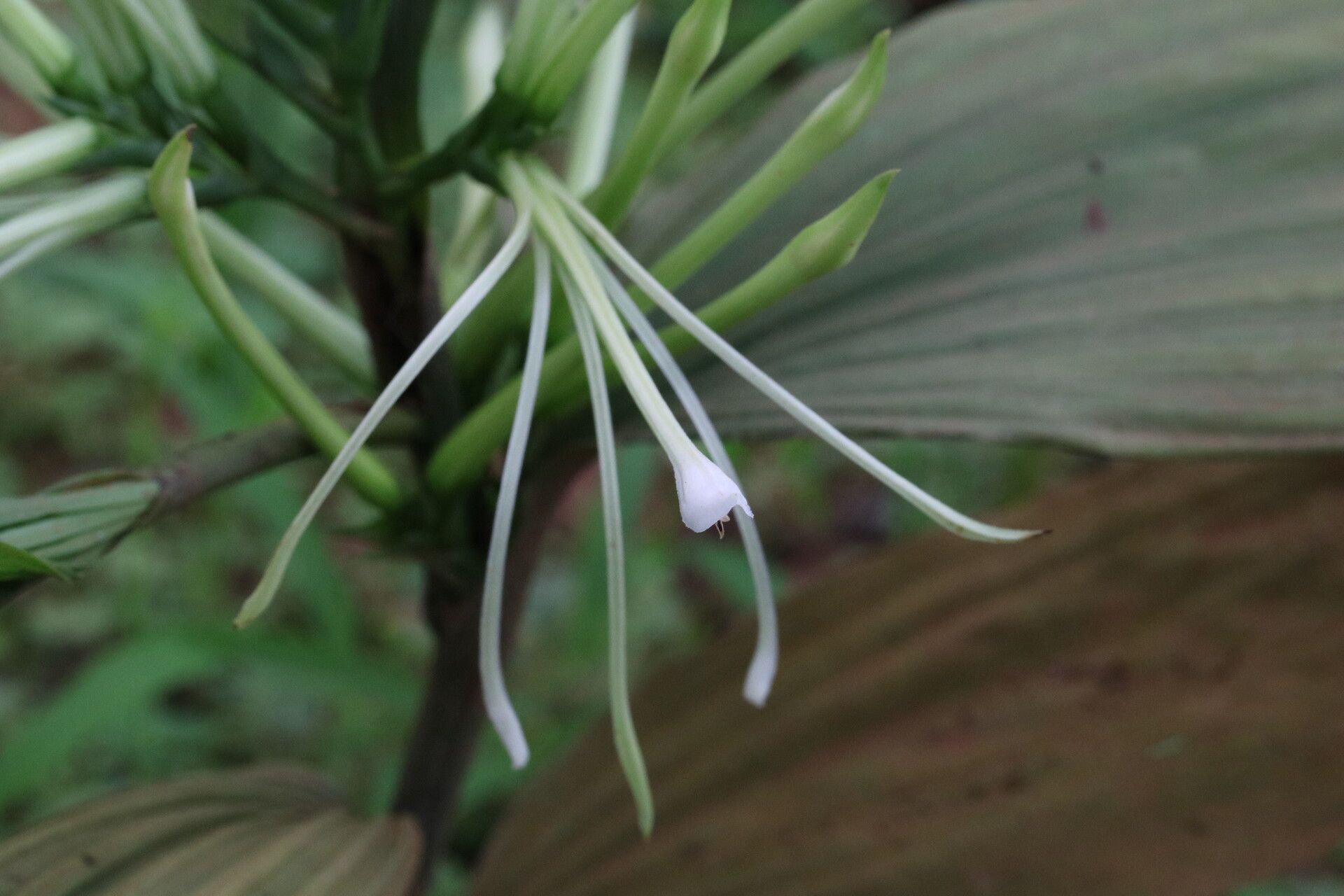 Corymborkis corymbis flower