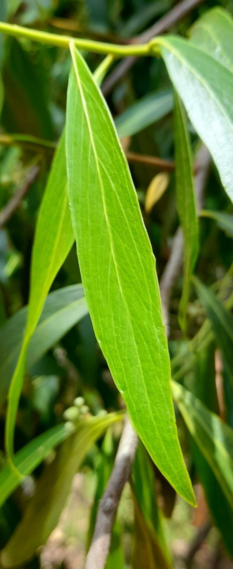 Quillaja lancifolia leaf