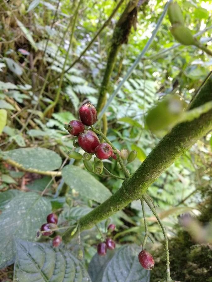 Psychotria nervosa fruit