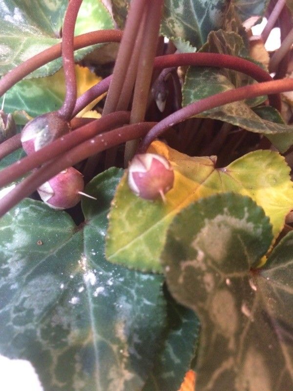 Cyclamen purpurascens fruit