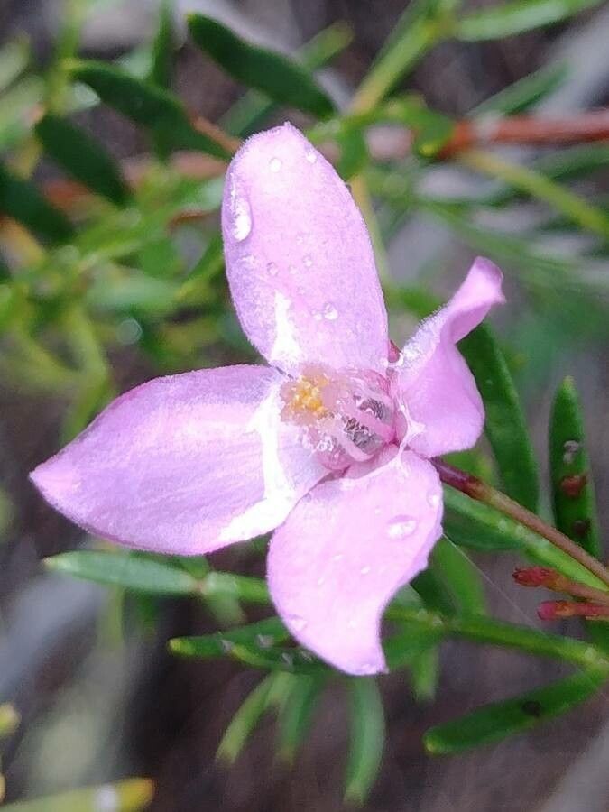 Boronia pinnata flower