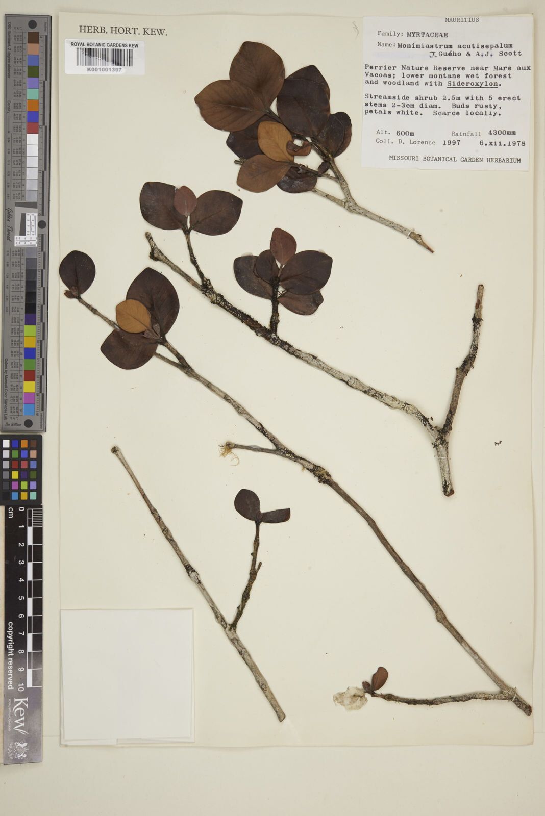 Eugenia petrinensis — houseplant care guide