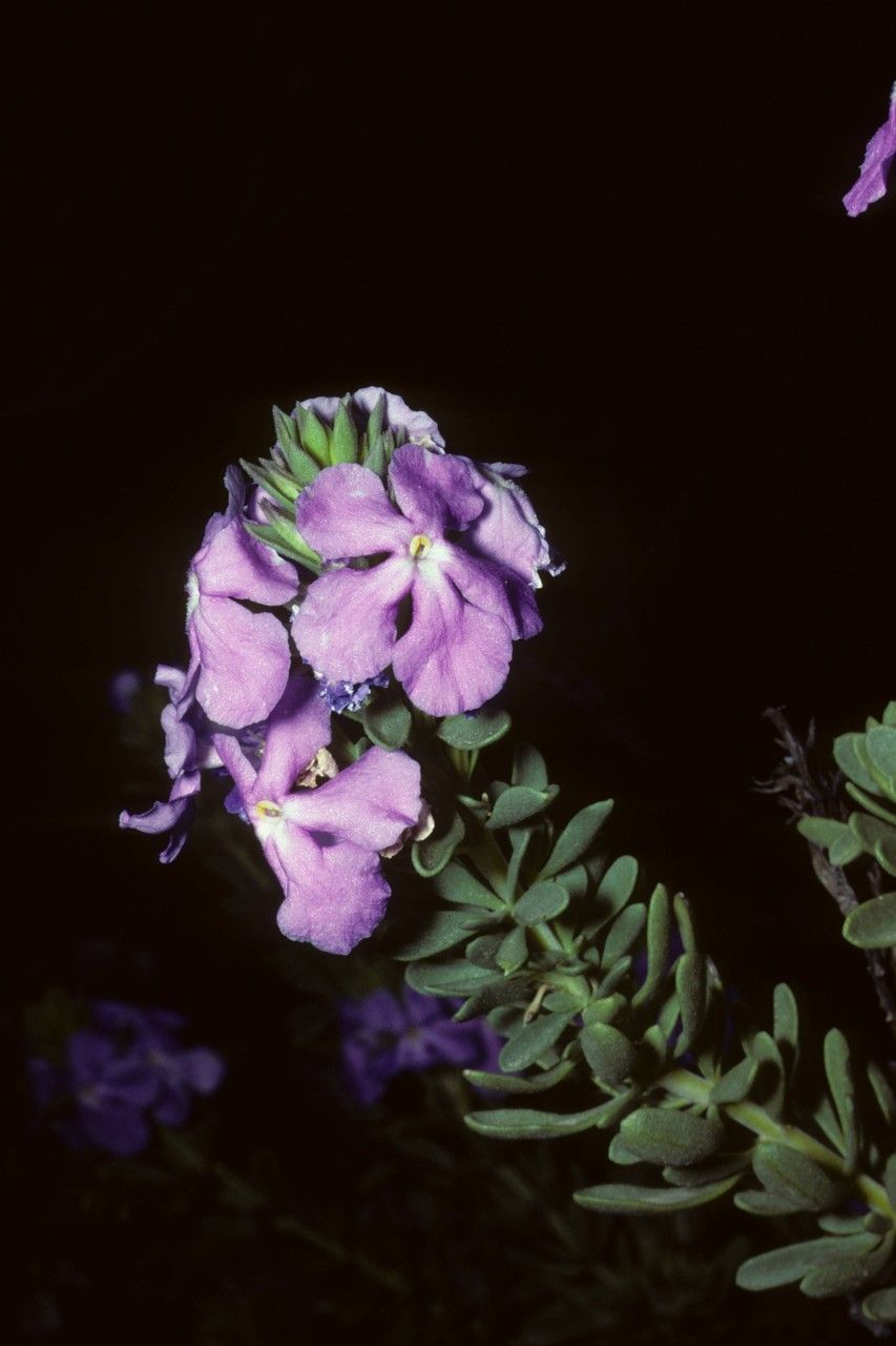 Bouchea spathulata — related species from the same genus